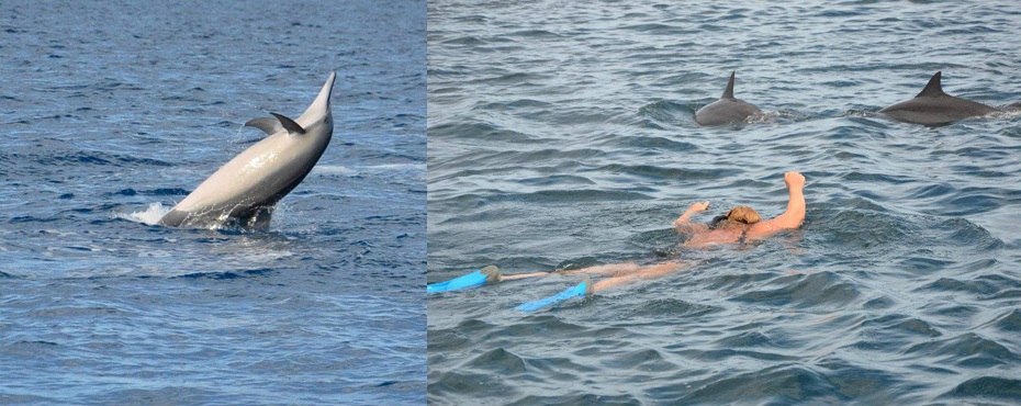 Nager avec les dauphins à l'île Maurice